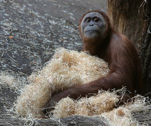 Holländischer Zoo nutzt Tinder für Affen
