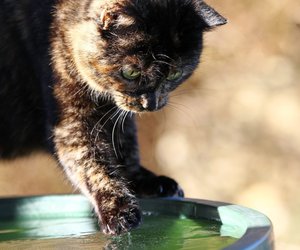 Diese Katzen lieben es, im Wasser zu planschen