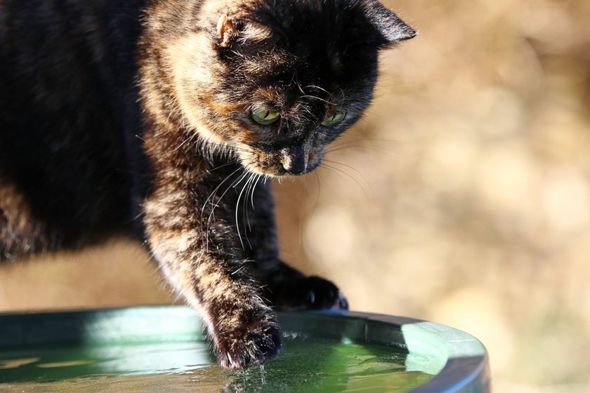 A tricolored cat plays with the ice in a rain barrel