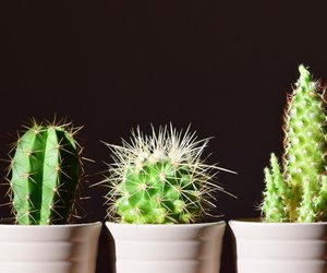 Kakteen umtopfen: Mit diesen Tipps & Tricks geht es kinderleicht!