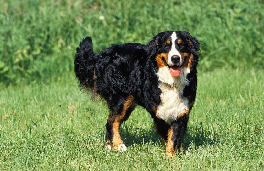 Ein erwachsener Berner Sennenhund im Gras.