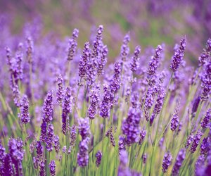Mit diesem Hausmittel aus der Küche blüht dein Lavendel besonders schön