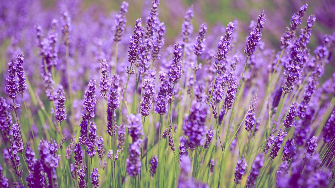 Lavendel im Garten