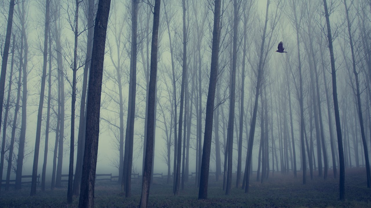 Wird „Der Junge aus dem Wald“ seinen eigenen Fall lösen?