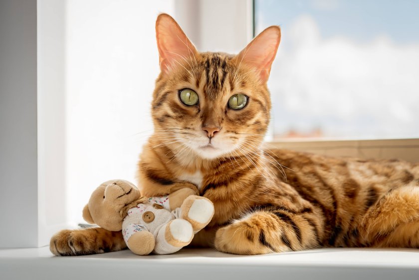 Bengal-Katze liegt am Fenster