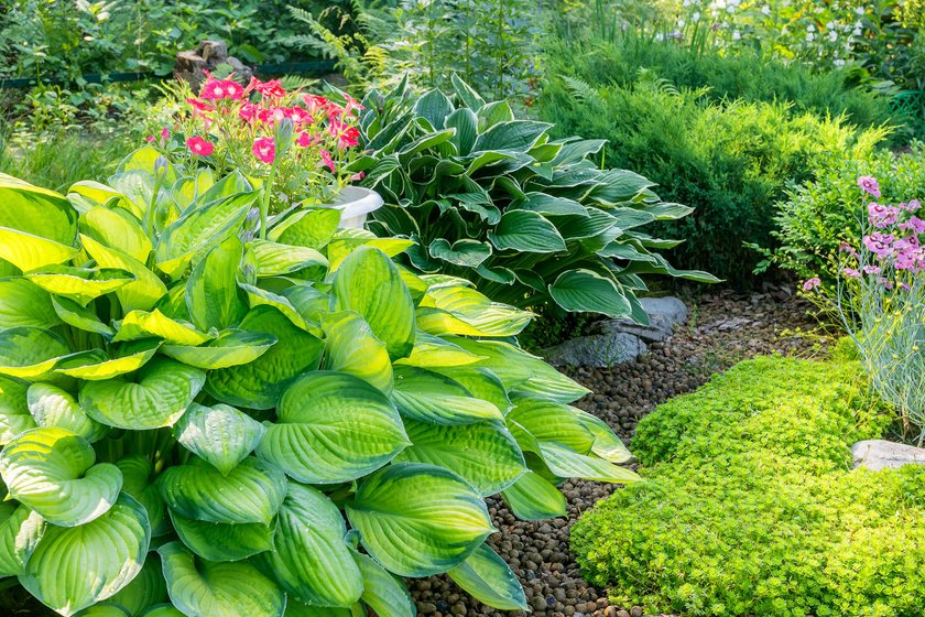 Leaves of a perennial host plant in the garden plot of a summer garden.