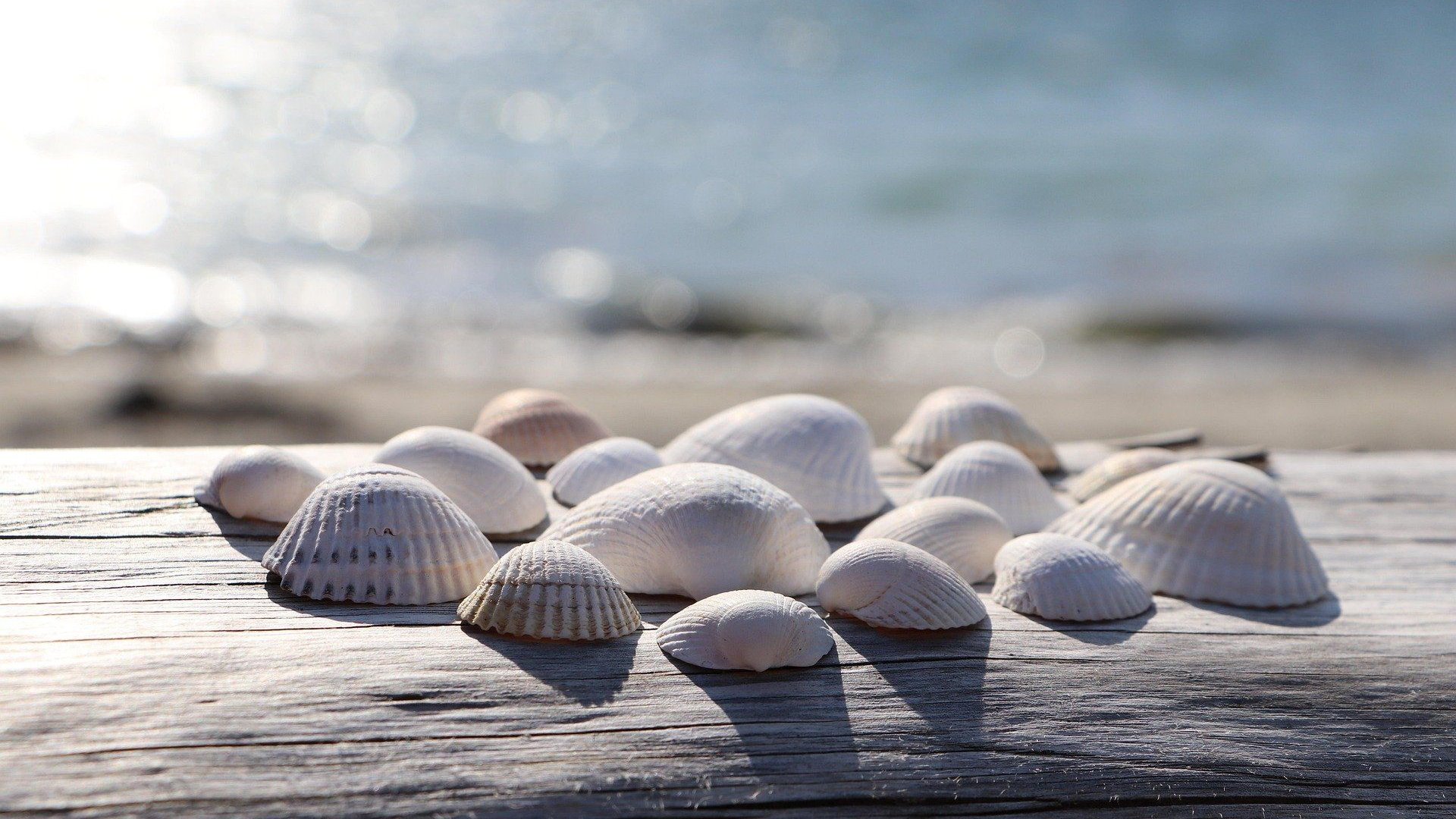 Mit-Muscheln-basteln-Kreative-Ideen-f-r-deine-Deko-und-DIY-Projekte