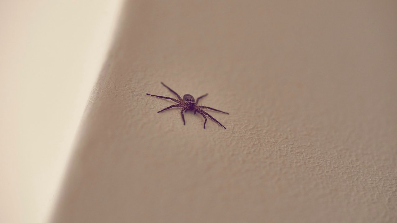 Spinne