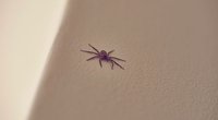 Spinnen aufsaugen? Mit diesen Tipps bleiben sie auch wirklich im Staubsauger