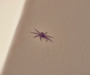 Spinnen aufsaugen? Mit diesen Tipps bleiben sie auch wirklich im Staubsauger