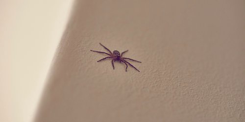 Spinnen aufsaugen? Mit diesen Tipps bleiben sie auch wirklich im Staubsauger