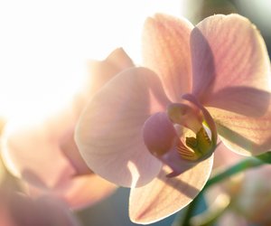 Die 10 verführerischsten Orchideen-Düfte, die den Frühling jetzt schon einläuten