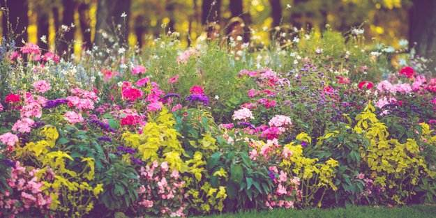 6 pflegeleichte Stauden, die deinen Garten im Nu in ein Blütenmeer verwandeln