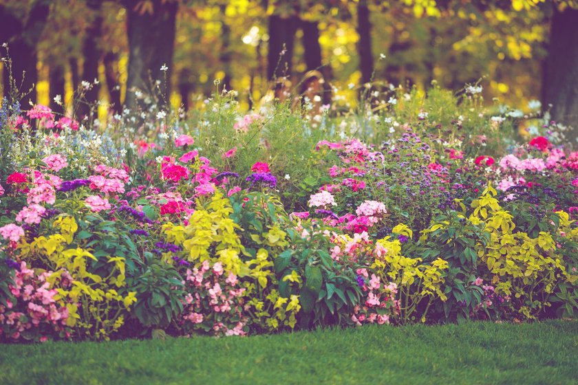 Beautiful summer garden