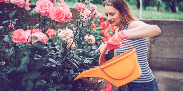 Diesen „Bio-Dünger“ hat wirklich jeder zu Hause – und er kosten nicht einen Cent