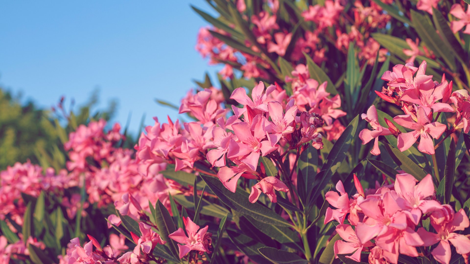 Dieses-berbleibsel-aus-der-K-che-l-sst-deinen-Oleander-explodieren