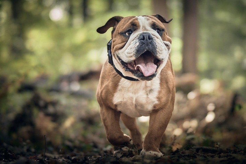 Hechelnde Bulldogge