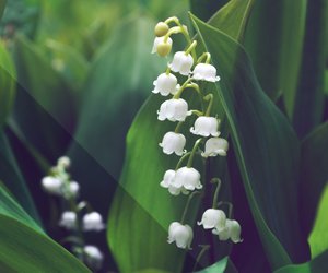 Bedeutung von Maiglöckchen: Welche Symbolik steckt hinter den Blumen?