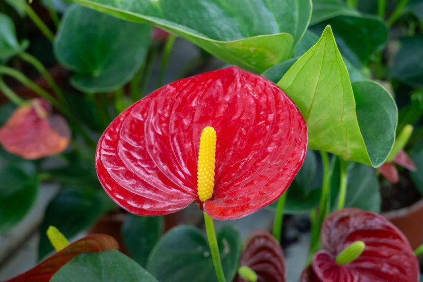Anthurium flowering plants, the largest genus of the arum family, Araceae. Red anthurium flowers. Indoor decorative flowering plant.