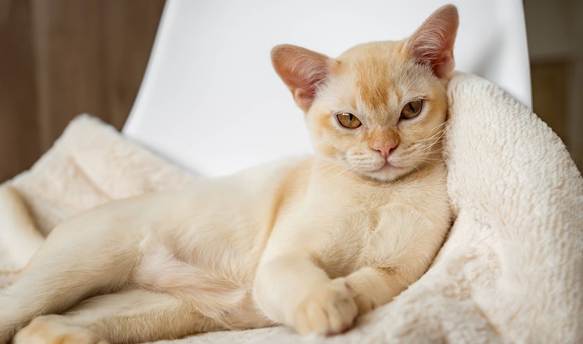 Eine Burmese liegt in einem Handtuch und schaut in die Kamera.