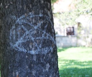 Satanische Rituale und Mord: Tess Gerritsens brutaler Thriller sorgt für Gänsehaut