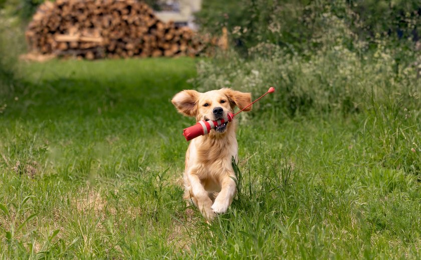 Ein Hund hat ein Spielzeug im Maul und rennt auf die Kamera zu.