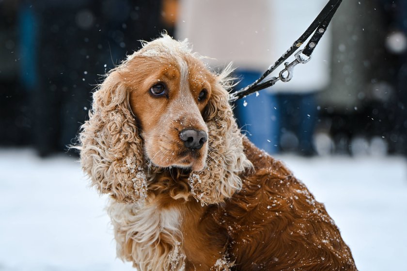 Ein English Cocker Spaniel sitzt und dabei schneit es.