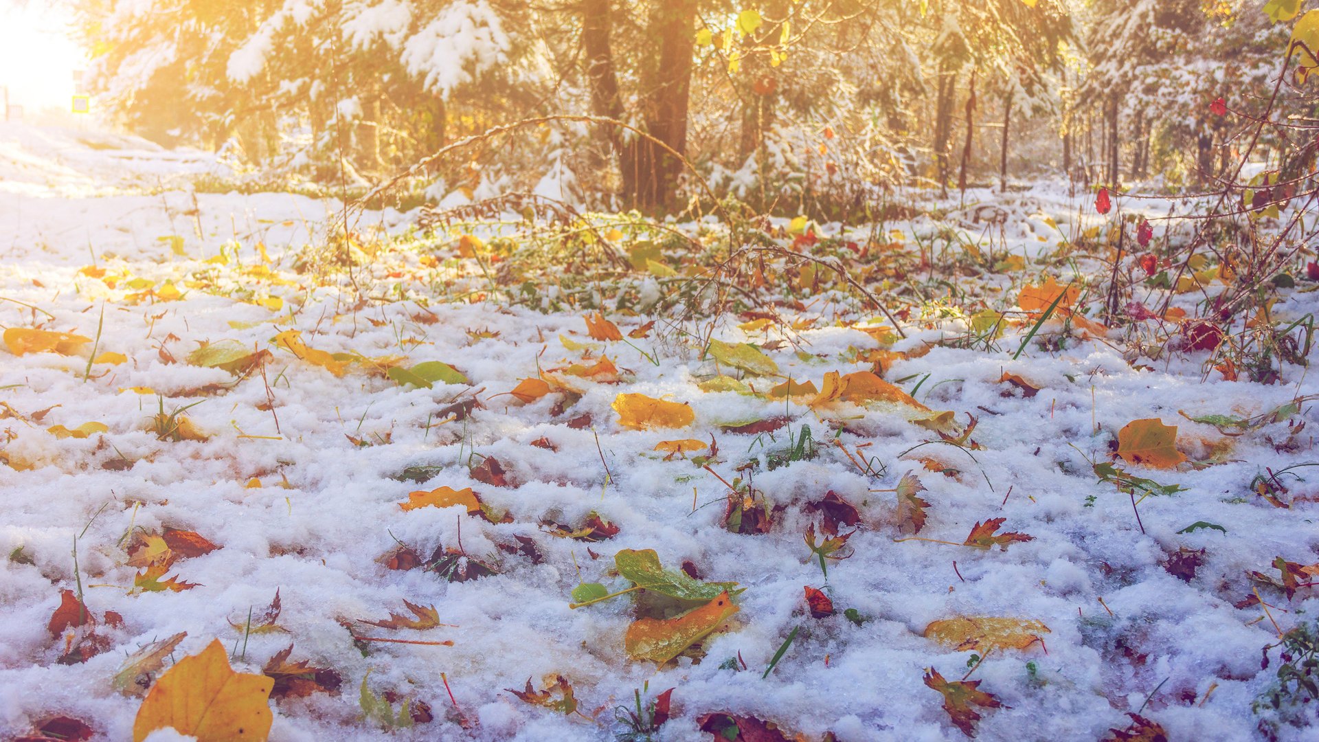 Stürme Frost Und Herbstblues Prognose Für Oktober Fällt Düster Aus - 9lntqkp