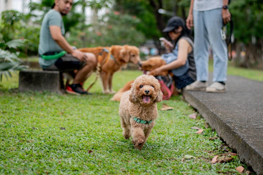 Hund spielt mit Besitzern im Park