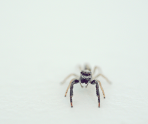 Spinnen aufsaugen: 3 Tipps, wie sie auch wirklich im Staubsauger bleiben