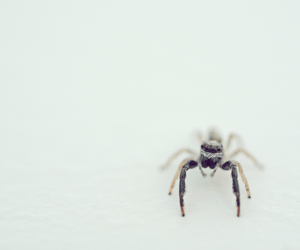 Spinnen aufsaugen: 3 Tipps, wie sie auch wirklich im Staubsauger bleiben