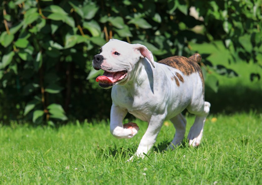 Amerikanische Bulldogge