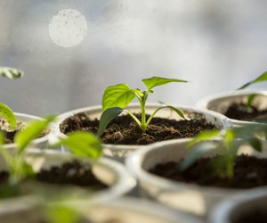 Garten- und Balkonliebhaber schwören auf das Mini-Gewächshaus von Lidl