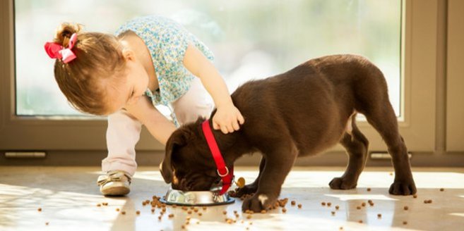Haustiere und Babys: Kleinkind füttert Hund Haustiere und Babys: Kleinkind füttert Hund