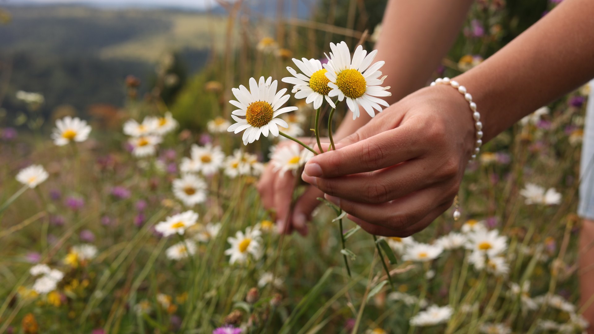 Pers-nlichkeitstest-Welche-Blume-spiegelt-dein-Liebesleben-Finde-es-heraus-