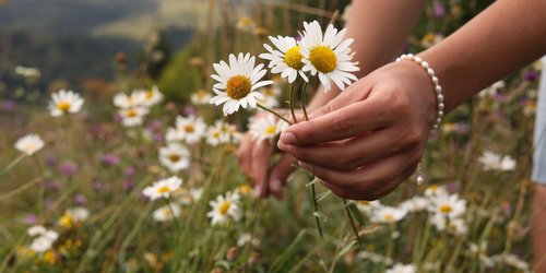 Persönlichkeitstest: Diese Blume spiegelt dein Liebesleben wider