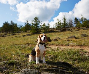 Die schönsten Wanderrouten mit Hund in Sachsen-Anhalt
