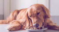 Hundefutter Test 2022: Das sind die besten Nass- und Trockenfutter
