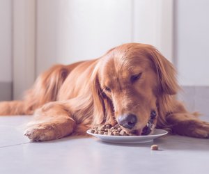 Hundefutter Test 2022: Das sind die besten Nass- und Trockenfutter