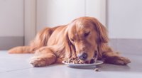 Hundefutter Test 2023: Das sind die besten Nass- und Trockenfutter