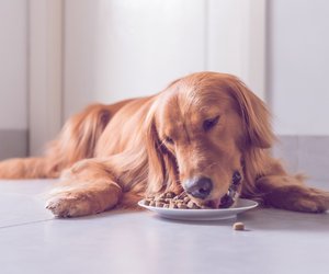 Hundefutter Test 2023: Das sind die besten Nass- und Trockenfutter