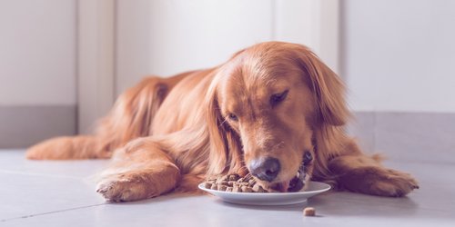 Hundefutter Test 2023: Das sind die besten Nass- und Trockenfutter