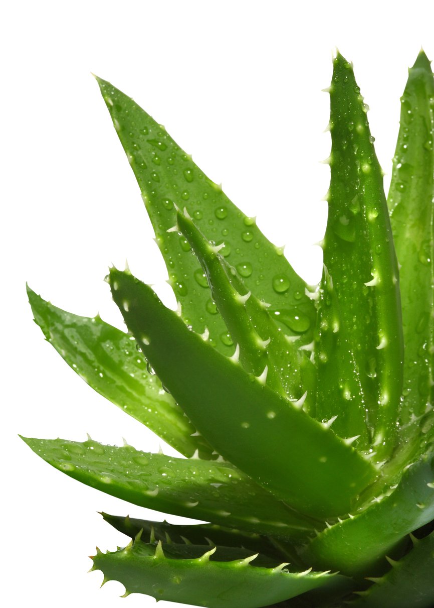 Aloe Vera bei Sonnenbrand auf Kopfhaut Aloe Vera bei Sonnenbrand auf Kopfhaut