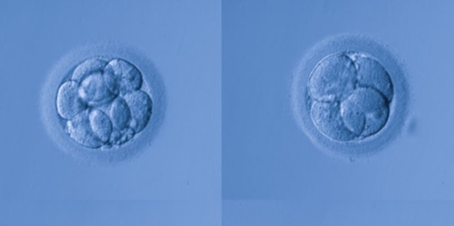 Bioethik: Eizellen Bioethik: Eizellen