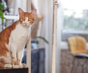 So lange dürfen Katzen alleine bleiben