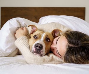 Flohplage im Schlafzimmer? Diese Bekämpfungsmethoden helfen sofort