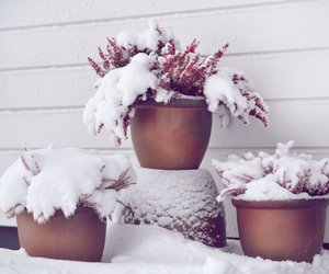 Diese 7 winterharten Kübelpflanzen können auch bei Frost draußen bleiben