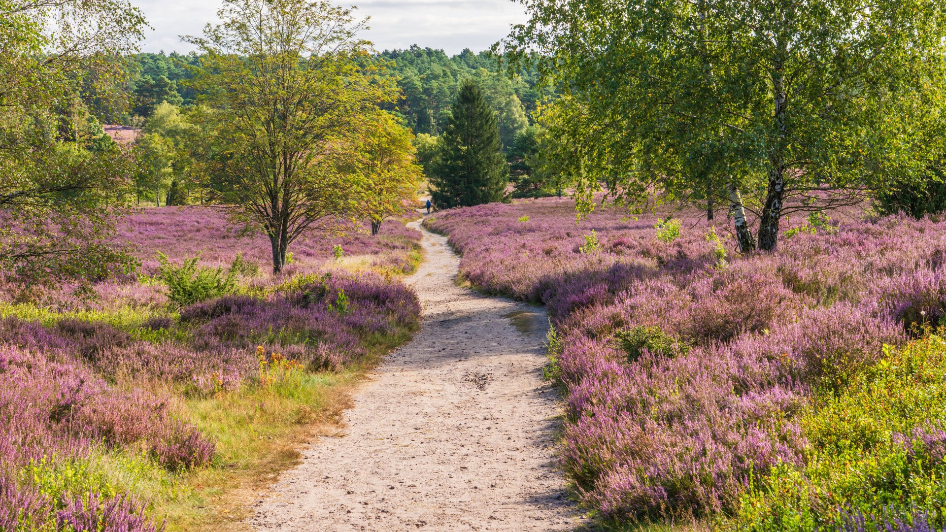 Wandern-in-der-L-neburger-Heide-4-sch-ne-Wege