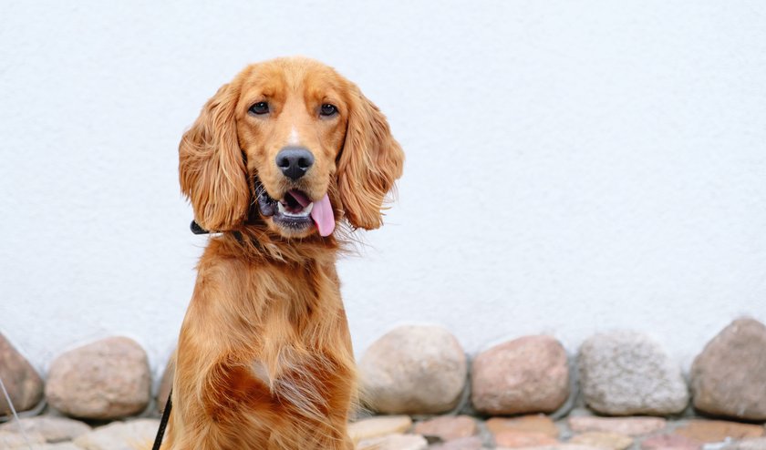 Ein English Cocker Spaniel sitzt und schaut in die Kamera.