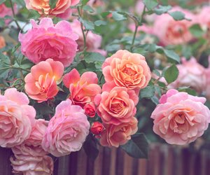 7 Pflanzen, denen du auf keinen Fall einen Herbstschnitt verpassen darfst